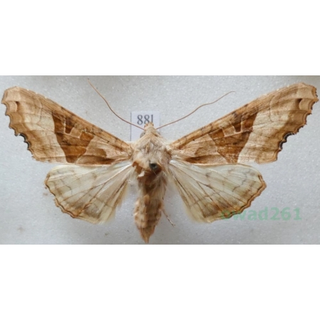 Phlogophora meticulosa (Linnaeus, 1758) Krokiewka lękliwica Czech88l